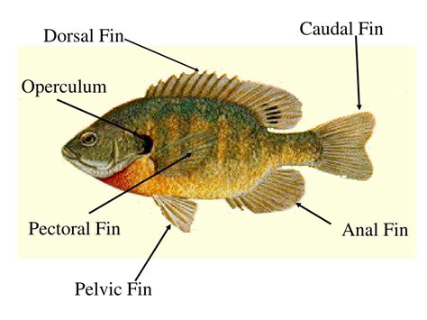 fish dorsal fin|Dorsal fin .